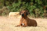 RODESIAN RIDGEBACK 253